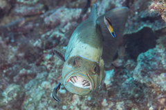 Gracila albomarginata
