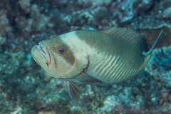 Gracila albomarginata