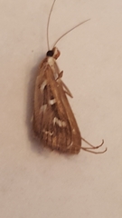 Diastictis