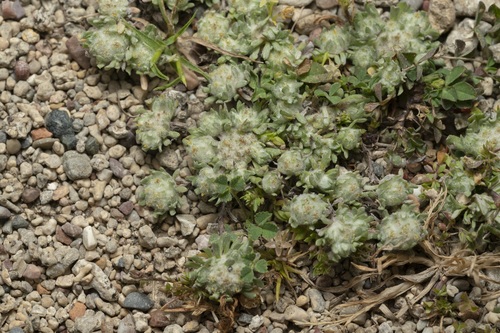 Woollyball Cudweed (Filago eriosphaera)
