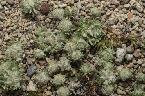 Image of Filago eriosphaera by (c) Eleftherios Katsillis, some rights reserved (CC BY)