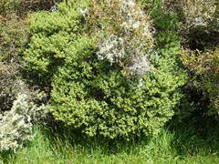 Veronica topiaria
