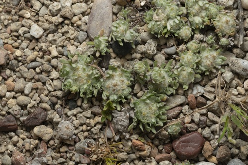 Image of Filago eriosphaera by (c) Eleftherios Katsillis, some rights reserved (CC BY)