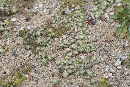 Image of Filago eriosphaera by (c) Eleftherios Katsillis, some rights reserved (CC BY)