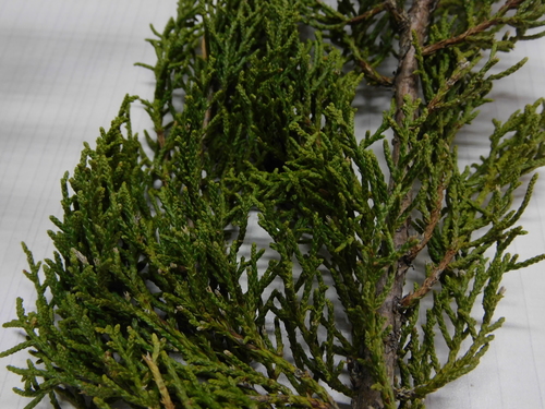 redberry juniper