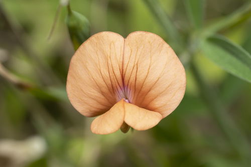 Image of Lathyrus blepharicarpos by (c) Eleftherios Katsillis, some rights reserved (CC BY)