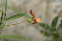 Lathyrus blepharicarpos