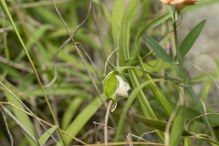 Lathyrus blepharicarpos