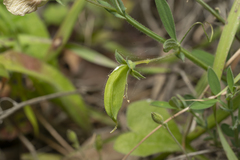 Lathyrus blepharicarpos