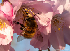 Anthophora plumipes