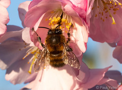 Anthophora plumipes
