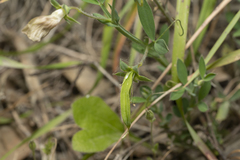 Lathyrus blepharicarpos