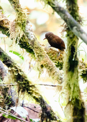 Thripadectes ignobilis