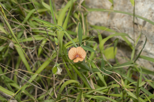 Image of Lathyrus blepharicarpos by (c) Eleftherios Katsillis, some rights reserved (CC BY)