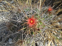 Ferocactus flavovirens
