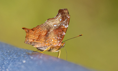 Hypanartia kefersteini