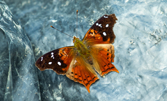 Hypanartia kefersteini