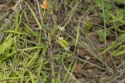 Image of Lathyrus blepharicarpos by (c) Eleftherios Katsillis, some rights reserved (CC BY)