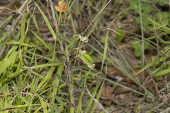 Lathyrus blepharicarpos