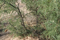 Aspidoscelis marmoratus