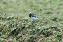 Motacilla alba yarrellii