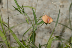 Lathyrus blepharicarpos