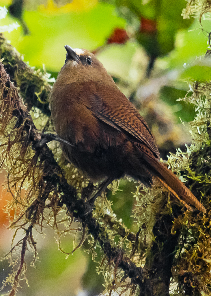 Sharpe's Wren photo