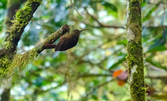 Campylorhamphus pusillus