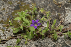 Campanula rhodensis