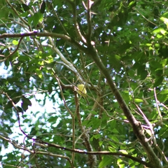 Pogonotriccus eximius