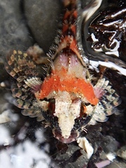 Oligocottus rubellio