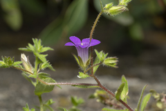Campanula rhodensis