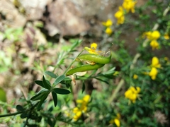 Genista falcata