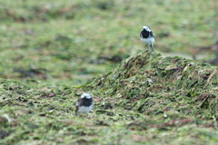 Motacilla alba yarrellii