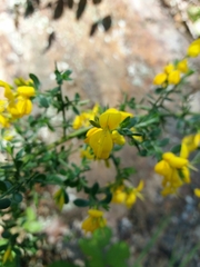 Genista falcata