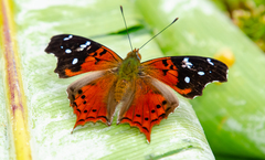 Hypanartia kefersteini