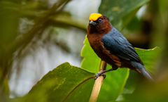 Catamblyrhynchus diadema