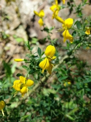 Genista falcata