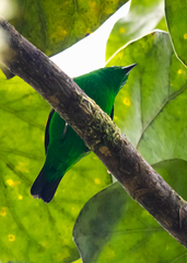 Chlorochrysa phoenicotis