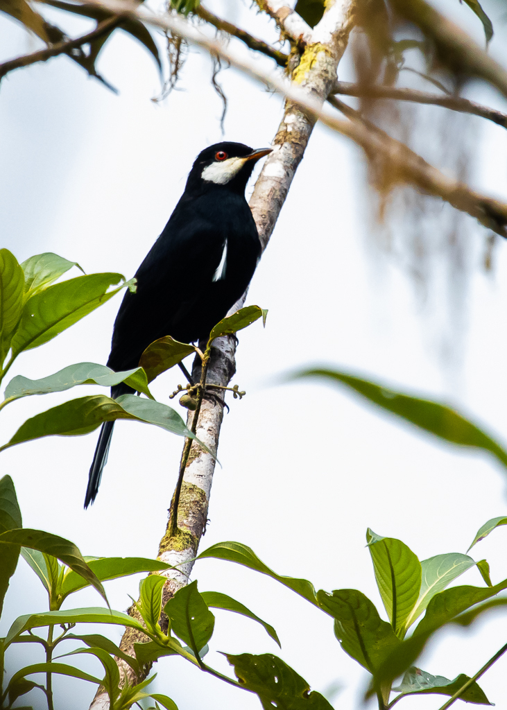 Black Solitaire
