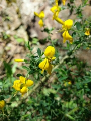 Genista falcata
