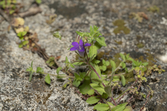 Campanula rhodensis