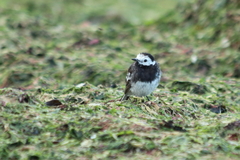 Motacilla alba yarrellii