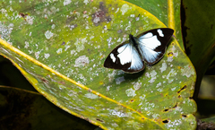 Leptophobia penthica