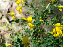Genista falcata