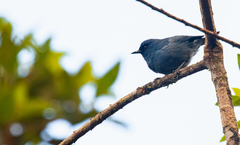 Diglossa caerulescens