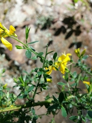 Genista falcata