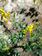 Genista falcata