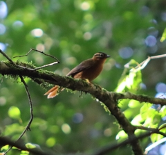 Philydor atricapillus