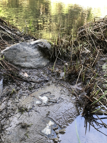 iNaturalist observation photo of Carnivorans